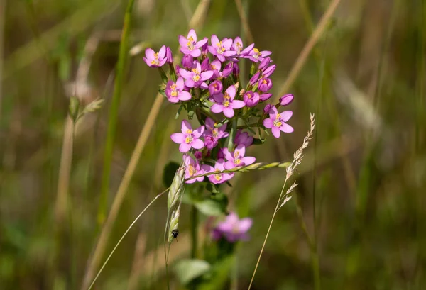 Närbild Skott Blommande Gemensamma Kentauri Blommor — Stockfoto