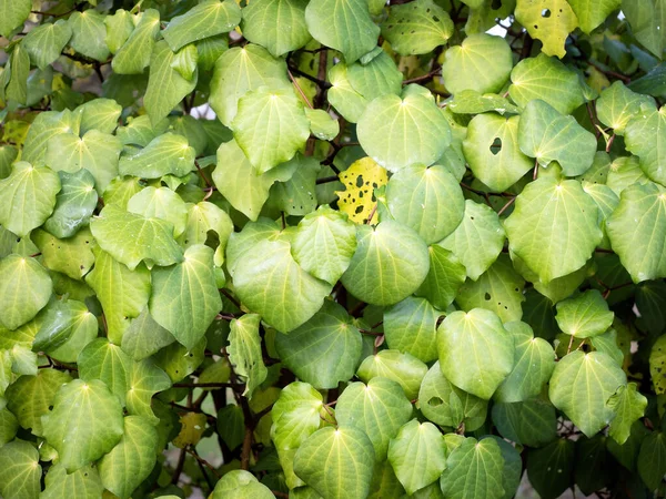 Vista Planta Macropiper Excelsum Kawakawa — Foto de Stock