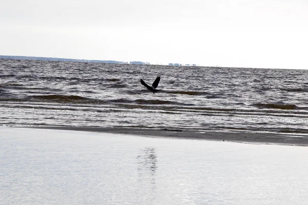 Uma Gaivota Voando Uma Costa Sombria — Fotografia de Stock