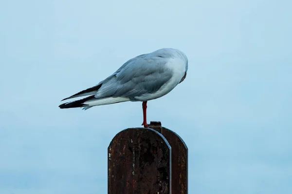 Tiro Seletivo Foco Uma Gaivota Branca Empoleirada Uma Superfície Metálica — Fotografia de Stock