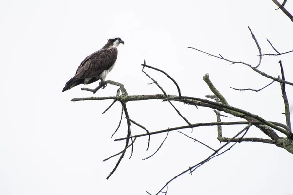 Ένα Μεγάλο Osprey Κάθεται Ένα Ξύλινο Κλαδί Κάτω Από Τον — Φωτογραφία Αρχείου