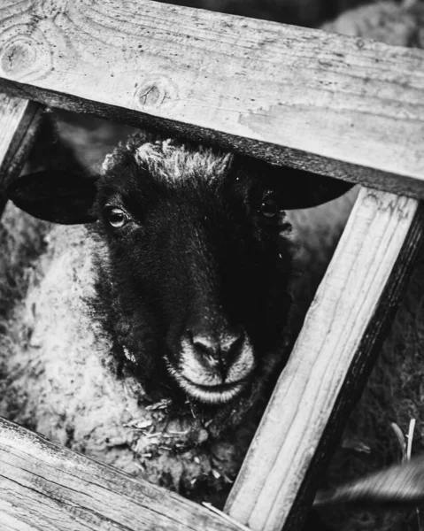 一只小羊的特写灰度镜头 — 图库照片