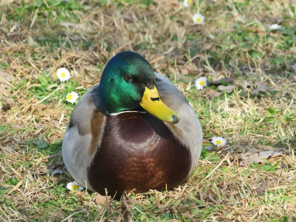 Canard Colvert Mâle Anas Platyrhynchos Dans Sol Reposant — Photo