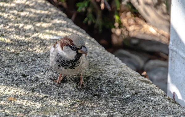 木々の近くの石の上に立つ雀の美しいショット — ストック写真