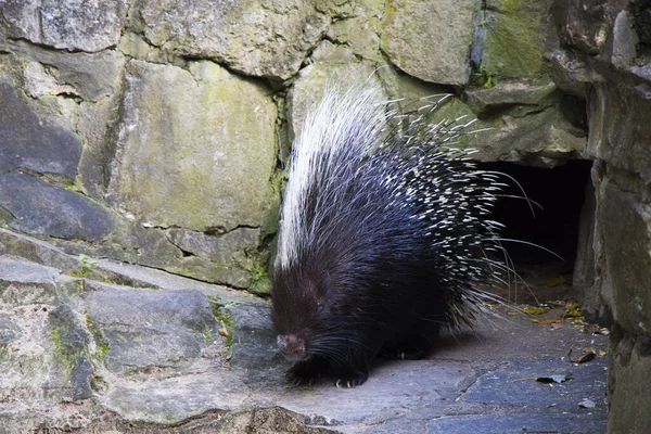 Een Close Shot Van Een Stekelvarken Dierentuin — Stockfoto