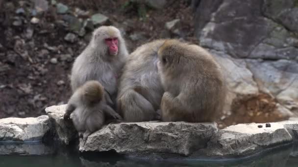Macacos Japoneses Zoológico — Vídeo de Stock