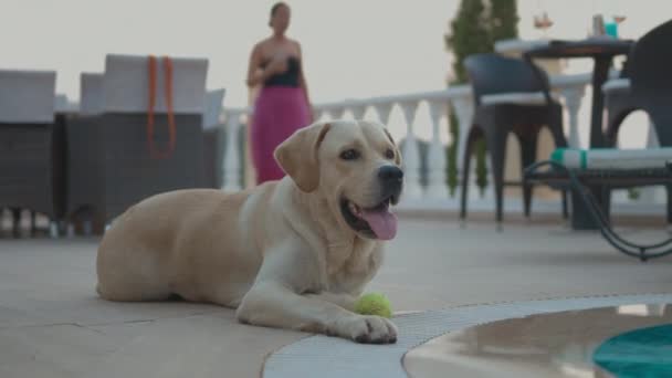 愛らしい犬がボールで遊ぶ — ストック動画