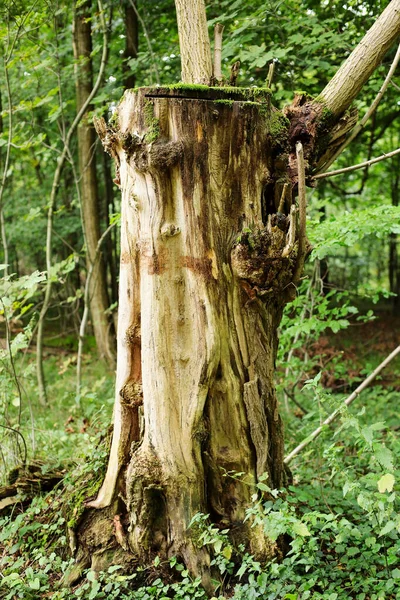 Gros Plan Vieux Tronc Arbre Coupé Dans Forêt — Photo