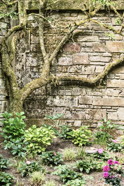 西班牙圣地亚哥德孔波斯特拉阿拉美达花园的一棵干树靠在石墙上的垂直截图 — 图库照片