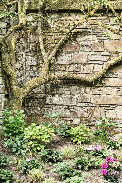 Een Verticaal Schot Van Een Droge Boom Leunend Tegen Een — Stockfoto