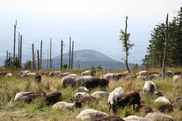 Ένας Λόφος Πρόβατα Αναπαύονται Στο Γρασίδι — Φωτογραφία Αρχείου