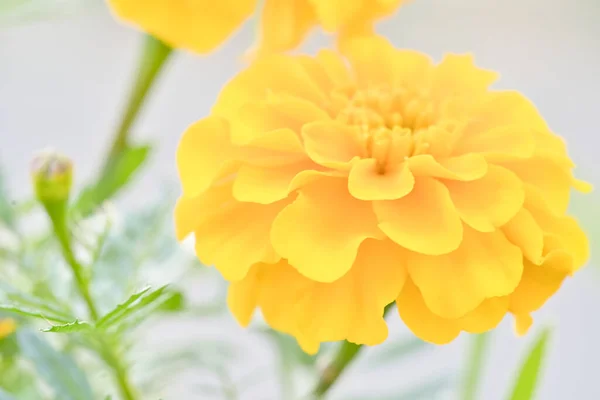 Eine Selektive Nahaufnahme Leuchtend Gelber Ringelblumen — Stockfoto