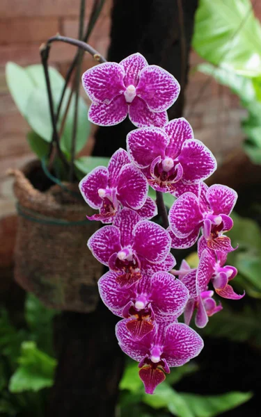 Delicada Orquídea Phalaenopsis Violacea Floresce Livre — Fotografia de Stock