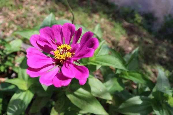 Eine Nahaufnahme Einer Rosa Zinnia Frottee Blume Die Garten Wächst — Stockfoto