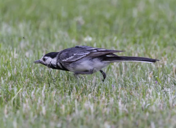 Gros Plan Wagtail Blanc Marchant Sur Une Herbe — Photo