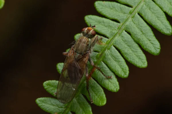 Enfoque Selectivo Una Mosca Sobre Una Hoja — Foto de Stock