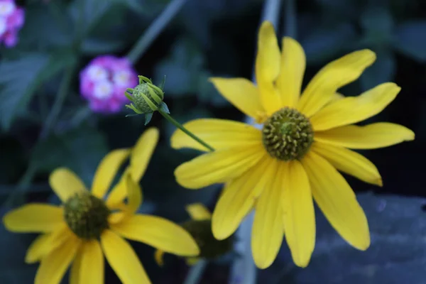 Enfoque Selectivo Flores Amarillas Rudbeckia Laciniata Creciendo Jardín — Foto de Stock