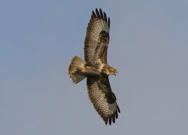 Tiro Perto Buzzard Montanhas Africanas Voando Céu — Fotografia de Stock