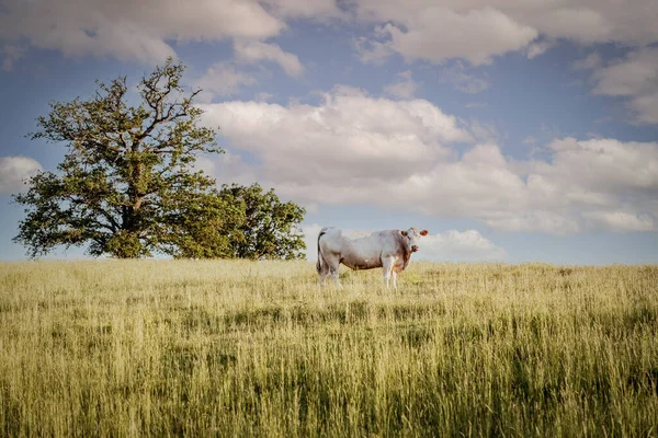 Ráno Kráva Pastvině — Stock fotografie