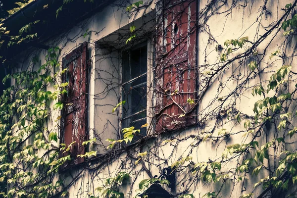 Nahaufnahme Eines Fensters Mit Dem Betagten Altmodischen Mit Efeublättern Bedeckten — Stockfoto