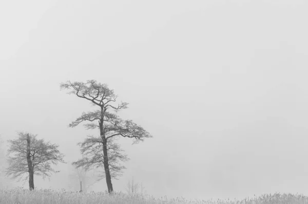 Piękne Ujęcie Zimowego Lasu — Zdjęcie stockowe