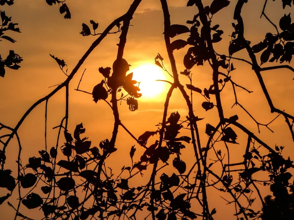 Güzel Bir Dolunay Kırmızı Gökyüzünde Ağaç Dallarının Siluetinde — Stok fotoğraf