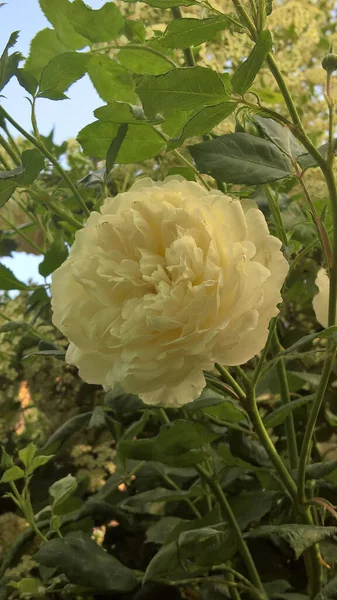 Zbliżenie Strzał Białej Róży Jej Kwiaty Kwitną Ogrodzie Błękitnym Tle — Zdjęcie stockowe