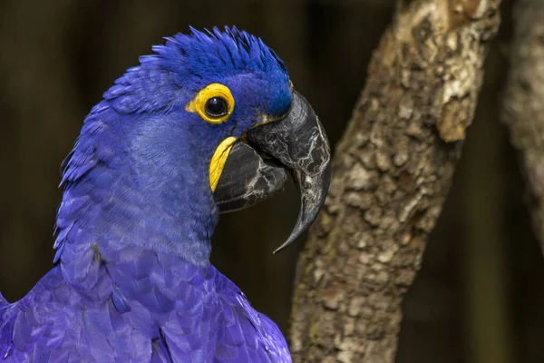 Bir Dalda Tüneyen Sevimli Mavi Bir Papağanın Portresi — Stok fotoğraf