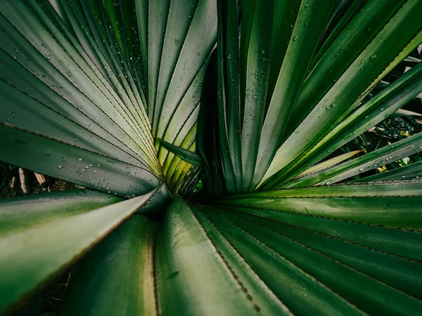 Primer Plano Licuala Grandis Exótica Planta Selva Tropical —  Fotos de Stock