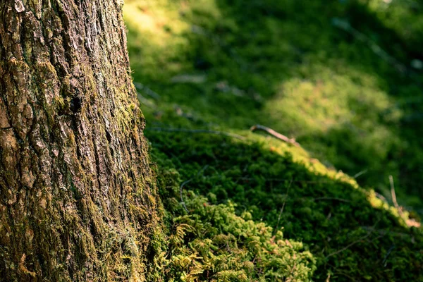 Tronco Árbol Con Musgo Cerca Día Soleado —  Fotos de Stock