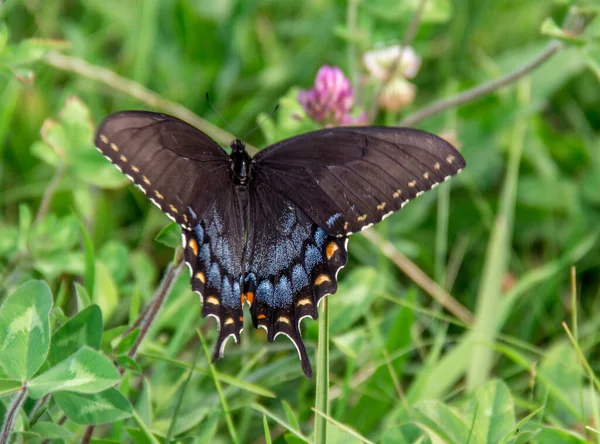 Gros Plan Papillon Papilio Troilus Debout Sur Herbe Verte — Photo