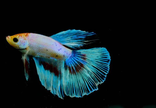 Eine Nahaufnahme Eines Aquarienfisches Auf Schwarzem Hintergrund — Stockfoto