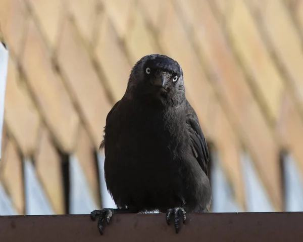 Closeup Shot Black Raven Sitting Staring Camera — Stock Photo, Image