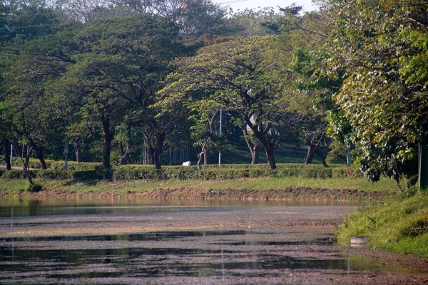 Belo Parque Com Muitas Árvores Uma Estrada Vazia — Fotografia de Stock