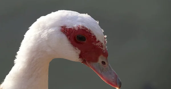 Selektivní Detailní Záběr Hlavy Kachny Pižmové — Stock fotografie