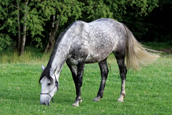 フィールド上の緑の草を食べる黒と白の馬のクローズアップショット — ストック写真