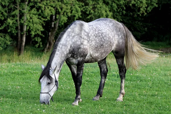 Gros Plan Cheval Noir Blanc Mangeant Herbe Verte Sur Terrain — Photo