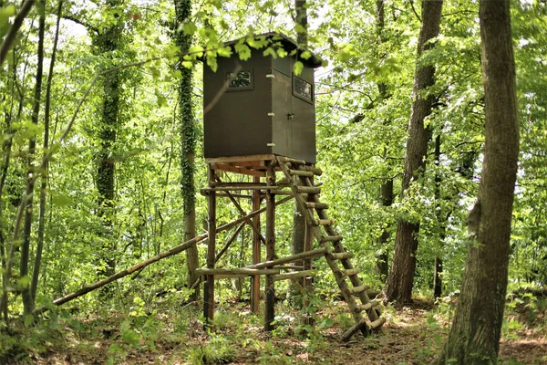 A wooden hunting lodge in the green woods