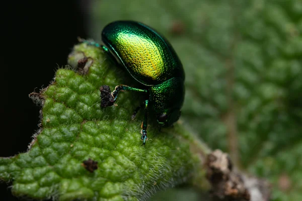 Eine Nahaufnahme Eines Tansy Käfers Auf Einem Blatt — Stockfoto