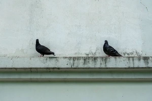 两只黑鸽栖息在一面侧墙上 — 图库照片