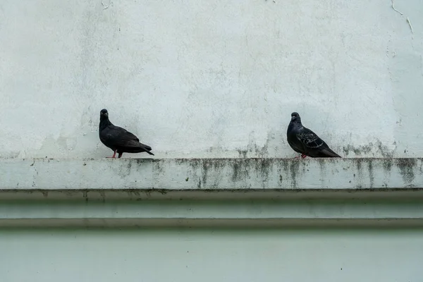 Las Dos Palomas Negras Encaramadas Contra Una Pared Lateral —  Fotos de Stock