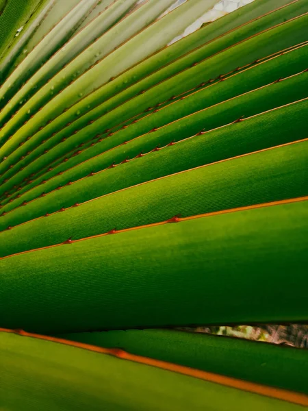 Primer Plano Licuala Grandis Exótica Planta Selva Tropical —  Fotos de Stock