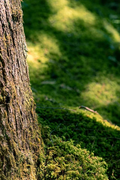 Стовбур Дерева Мохом Біля Нього Сонячний День — стокове фото
