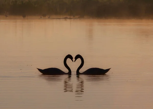 Романтический Снимок Двух Влюбленных Лебедей Плавающих Пруду Закате — стоковое фото