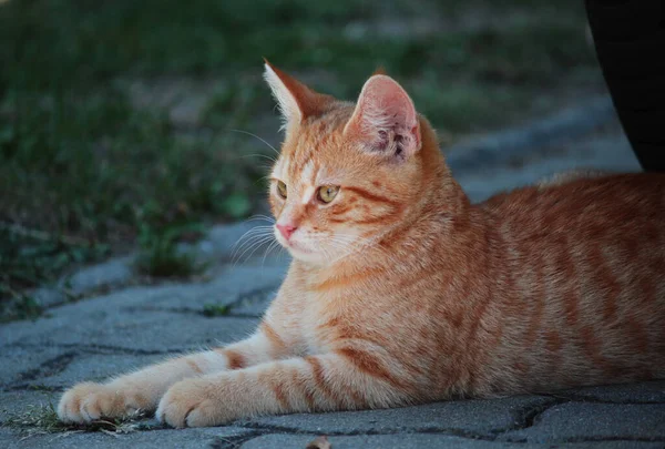 Adorable Ginger Cat Outdoors — 스톡 사진