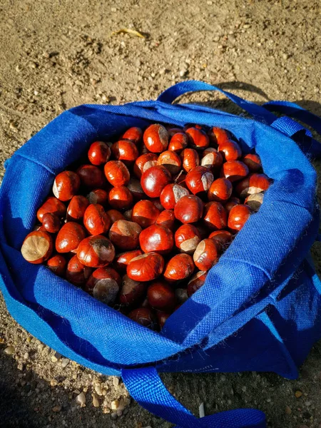 Een Verticaal Schot Van Een Blauwe Tas Vol Glanzende Kastanjes — Stockfoto