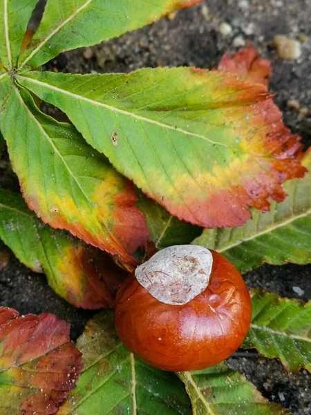 Vertical Shot Chestnut Beautautumn Leaves Ground — Φωτογραφία Αρχείου