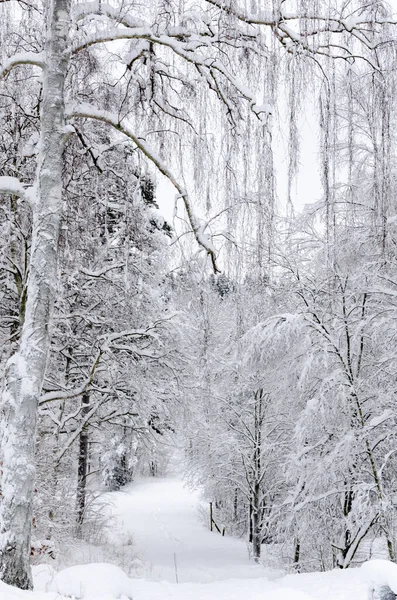 Una Hermosa Foto Bosque Invierno — Foto de Stock