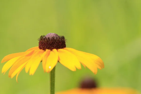 Primer Plano Coneflower Con Fondo Borroso — Foto de Stock