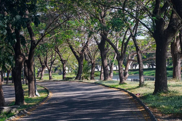 Bir Sürü Ağacı Boş Yolu Olan Güzel Bir Park — Stok fotoğraf